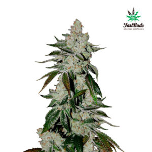 Tricomas - Tienda online CBD Alta Calidad