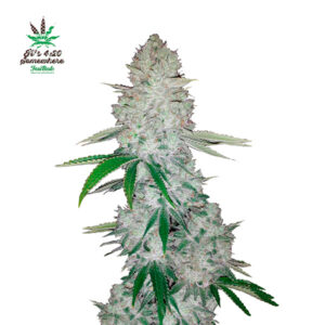 Tricomas - Tienda online CBD Alta Calidad