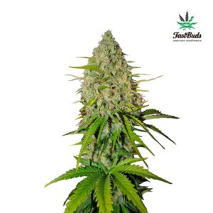 Tricomas - Tienda online CBD Alta Calidad
