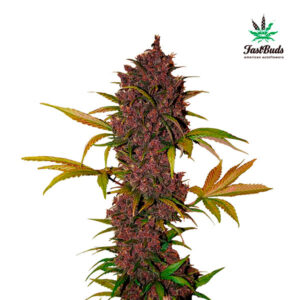 Tricomas - Tienda online CBD Alta Calidad