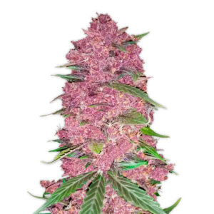 Tricomas - Tienda online CBD Alta Calidad