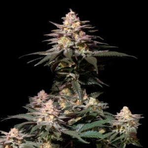 Tricomas - Tienda online CBD Alta Calidad