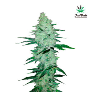 Tricomas - Tienda online CBD Alta Calidad