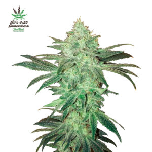 Tricomas - Tienda online CBD Alta Calidad