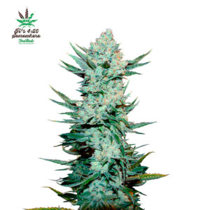 Tricomas - Tienda online CBD Alta Calidad