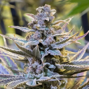 Tricomas - Tienda online CBD Alta Calidad