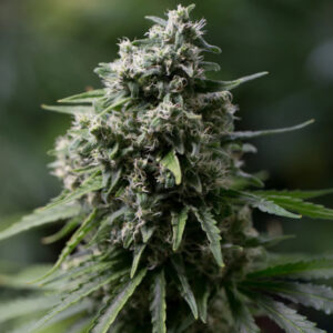 Tricomas - Tienda online CBD Alta Calidad