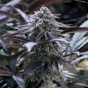Tricomas - Tienda online CBD Alta Calidad